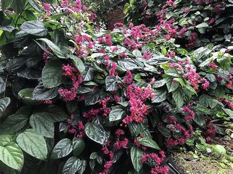 藤蔓植物種類|50種適合台灣種植的藤蔓植物の目錄圖鑑及栽培管理指南